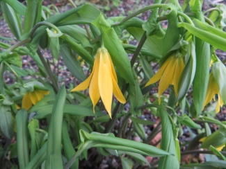 Uvularia perfoliata