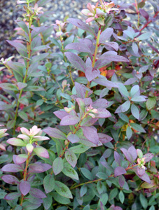 Vaccinium 'Sunshine Blue'