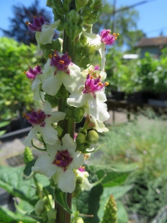 Verbascum chaixii f. album