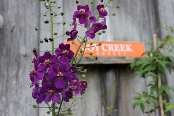 Verbascum phoeniceum 'Violetta'