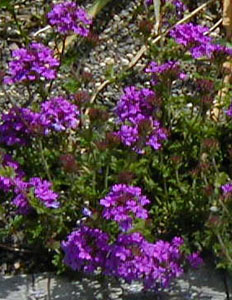 Verbena 'Homestead Purple'