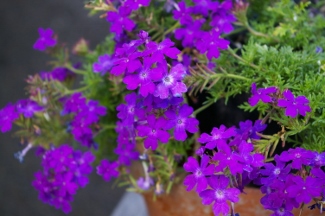 Verbena 'Lapis Lazuli Blue'