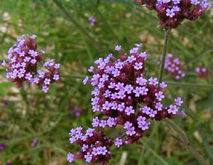 Verbena bonariensis