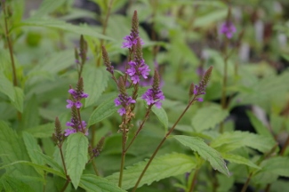 Verbena rigida