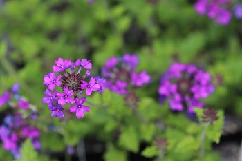 Verbena rigida 'Old Royal Fragrance'