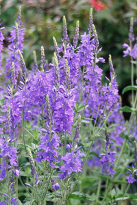 Veronica 'Crater Lake Blue'