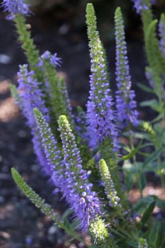 Veronica 'Sunny Border Blue'