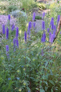 Veronica longifolia