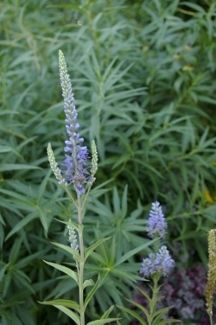 Veronica longifolia