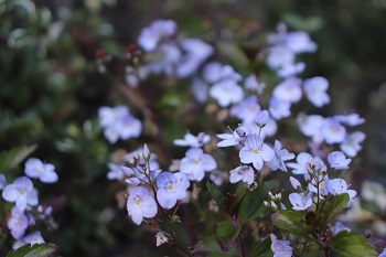 Veronica petraea 'Madame Mercier'