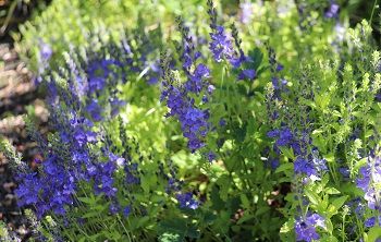 Veronica prostrata 'Trehane'