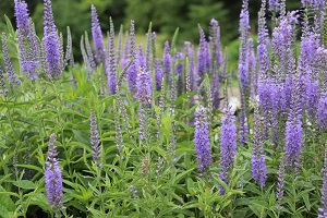 Veronica spicata