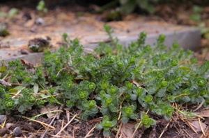 Veronica thessalica