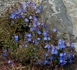 Veronica umbrosa 'Georgia Blue'