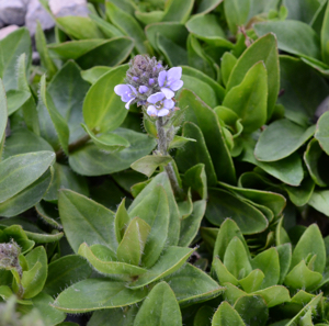 Veronica wormskjoldii