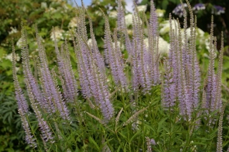 Veronicastrum 'Lavendelturm'