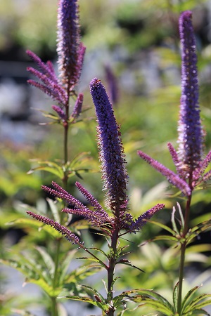 Veronicastrum 'Red Arrow'