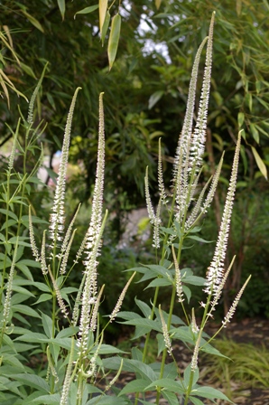 Veronicastrum virginicum 'Album'