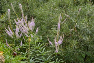 Veronicastrum virginicum 'Roseum'