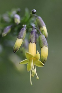 Vestia foetida