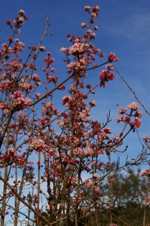 Viburnum bodnantense 'Charles Lamont' (x)