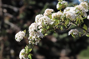 Viburnum burkwoodii