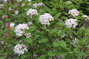 Viburnum carlesii