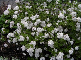 Viburnum carlesii compactum