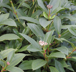 Viburnum davidii