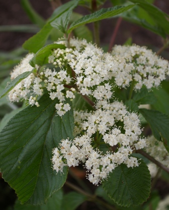 Viburnum dilatatum 'Michael Dodge'