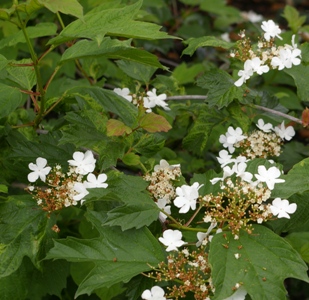 Viburnum edule