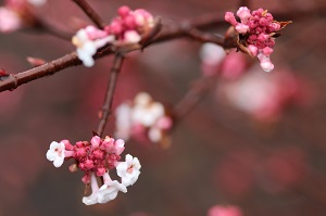 Viburnum farreri nanum