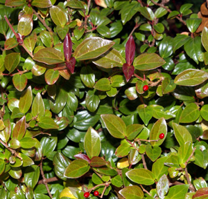 Viburnum foetidum var. quadrangularis