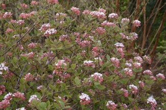 Viburnum grandiflorum