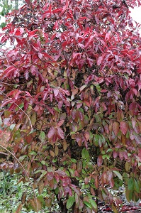 Viburnum nudum 'Winterthur'