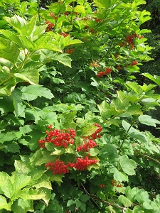 Viburnum opulus 'Aureum'