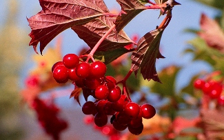 Viburnum opulus 'Compactum'