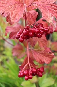 Viburnum opulus 'Exuberant'