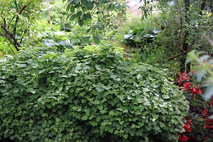 Viburnum opulus 'Nanum'