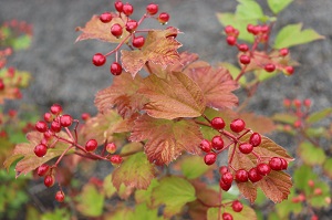 Viburnum opulus 'Ukraine'