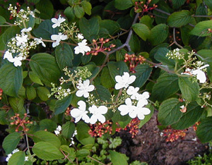 Viburnum plicatum f. tomentosum 'Summer Snowflake'