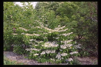 Viburnum plicatum tomentosum 'Lanarth'