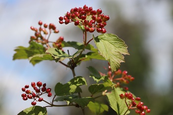 Viburnum sargentii 'Chiquita'