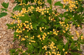 Viburnum sargentii 'Flavum'