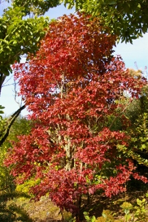 Viburnum sargentii 'Onandaga'