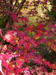 Viburnum sargentii 'Susquehanna'