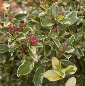 Viburnum tinus 'Variegatum'