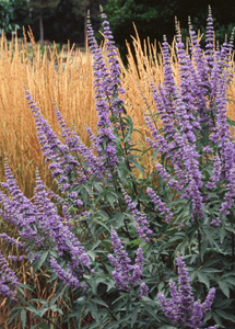 Vitex agnus-castus