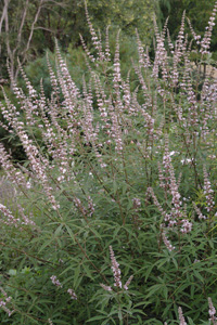 Vitex agnus-castus 'Blushing Spires'