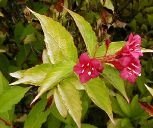 Weigela florida 'Briant Rubidor'